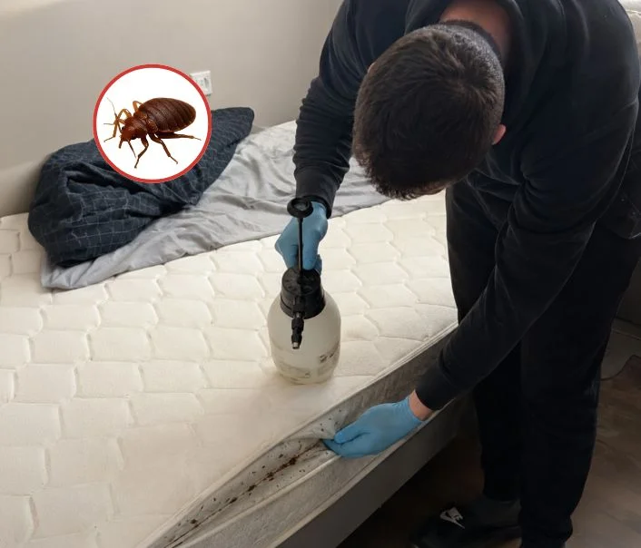 Technicien traitant un matelas contre les punaises de lit à Fresnes